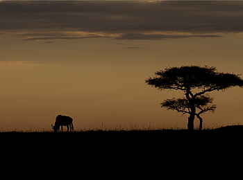 Karen Blixen Camp: Silhouette eines Gnus Karen Blixen Camp: Silhouette eines Gnus