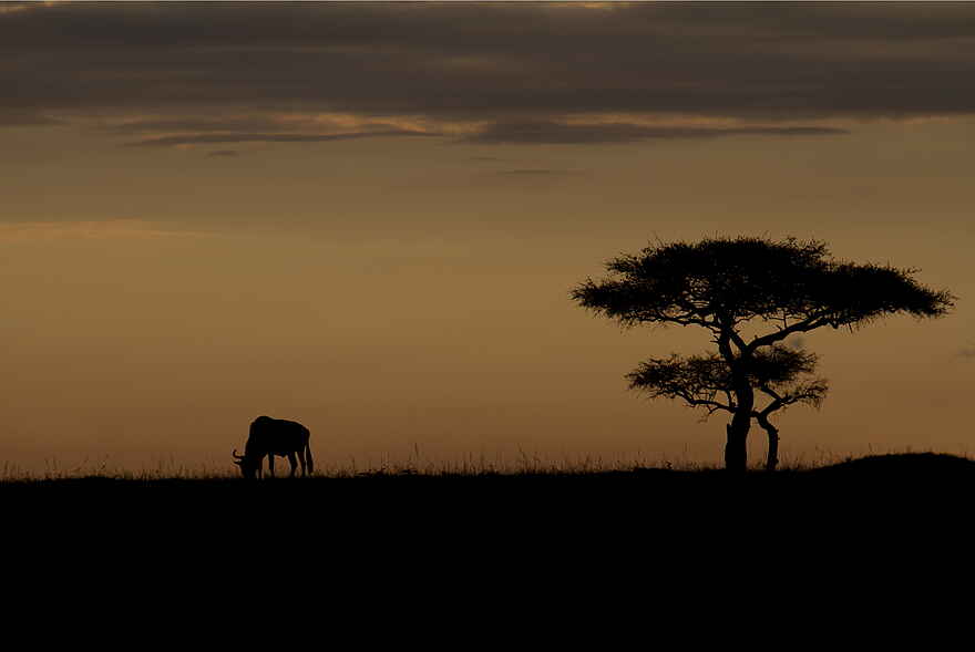 Karen Blixen Camp: Silhouette eines Gnus Karen Blixen Camp: Silhouette eines Gnus