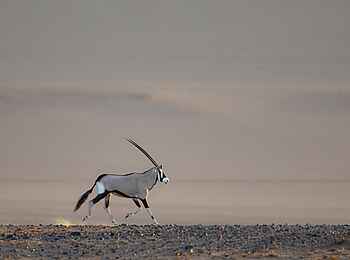 Kulala Desert Lodge: Oryx Antilope
