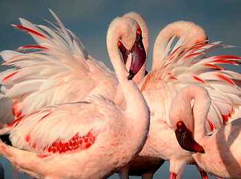 Lake Natron Camp: Flamingopopulation