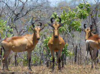 Mkulumadzi Lodge: Lichtenstein-Antilopen