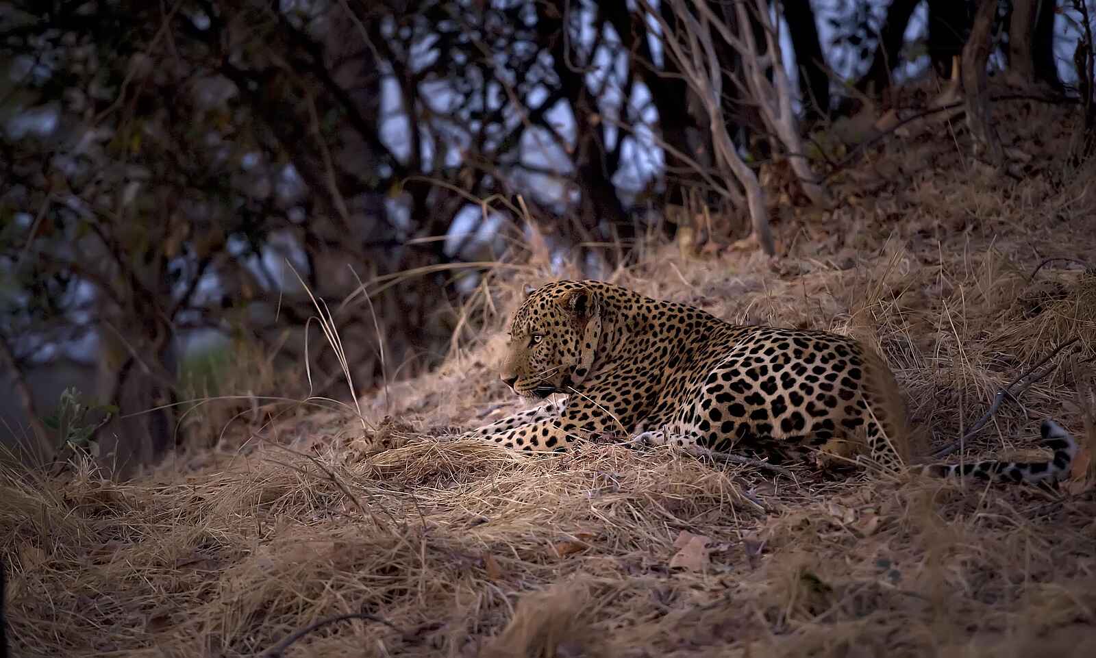 Musekese Camp: Ruhender Leopard Musekese Camp: Ruhender Leopard