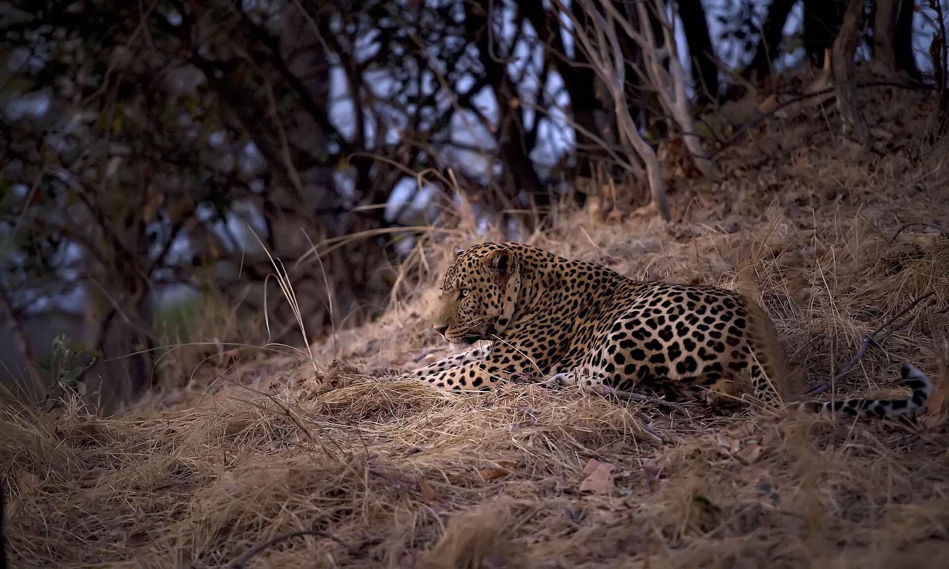 Musekese Camp: Ruhender Leopard Musekese Camp, Jeffery & McKeith Safaris, Phil Jeffery, Tyrone McKeith, Beobachtungsunterstand, Bird Watching, Busanga Plains, Chibemba Saltpan, Kafue National Park, Kafue River, Leopard, Lufupa Airstrip, Panthera pardus, Vogelbeobachtung, Afrikarma, Afrikarma Safaris, Afrikarma.de