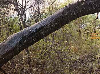 Mushara Outpost: Blick durchs Geäst