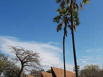 Mwagusi Safari Camp: Palmen im Camp