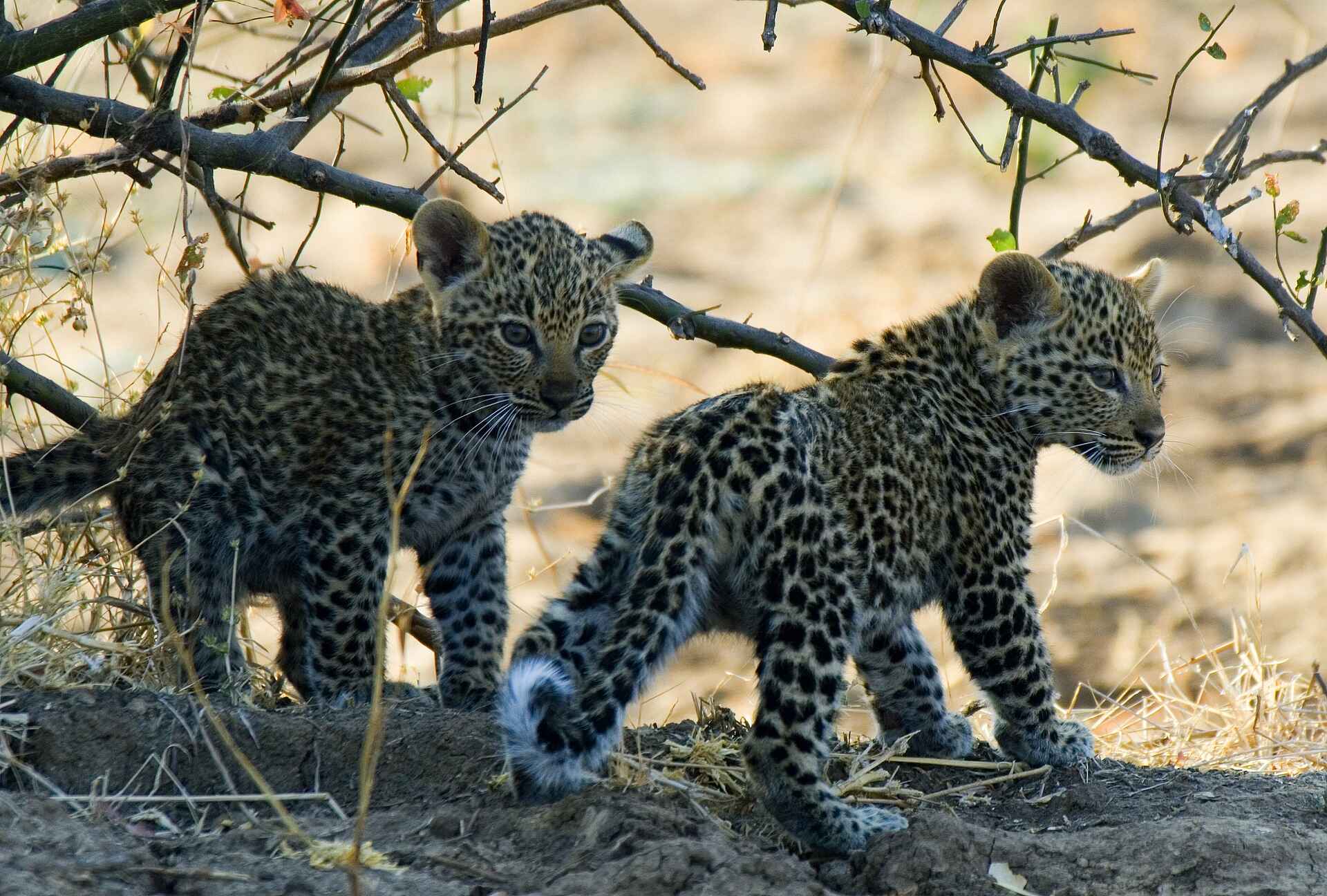 Mwaleshi Camp, Nord-Luangwa Nationalpark, Remote Africa Safaris, Walking Camp, Leoparden, Luangwa-Tal, Mwaleshi River, North Luangwa National Park, Save the Rhino Trust