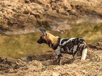Mwamba Bush Camp: Wildhund am Wasser Mwamba Bush Camp: Wildhund am Wasser