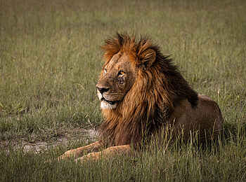 Nkasa Linyanti: Ein Löwe Nkasa Linyanti: Ein Löwe