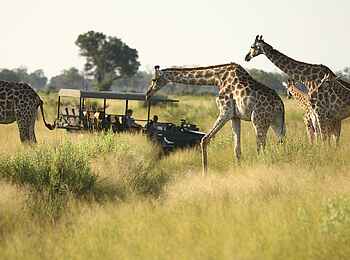 Nxabega Okavango Tented Camp: Gruppe von Giraffen