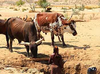 Okahirongo River Camp: Himba mit Rindern Okahirongo River Camp: Himba mit Rindern