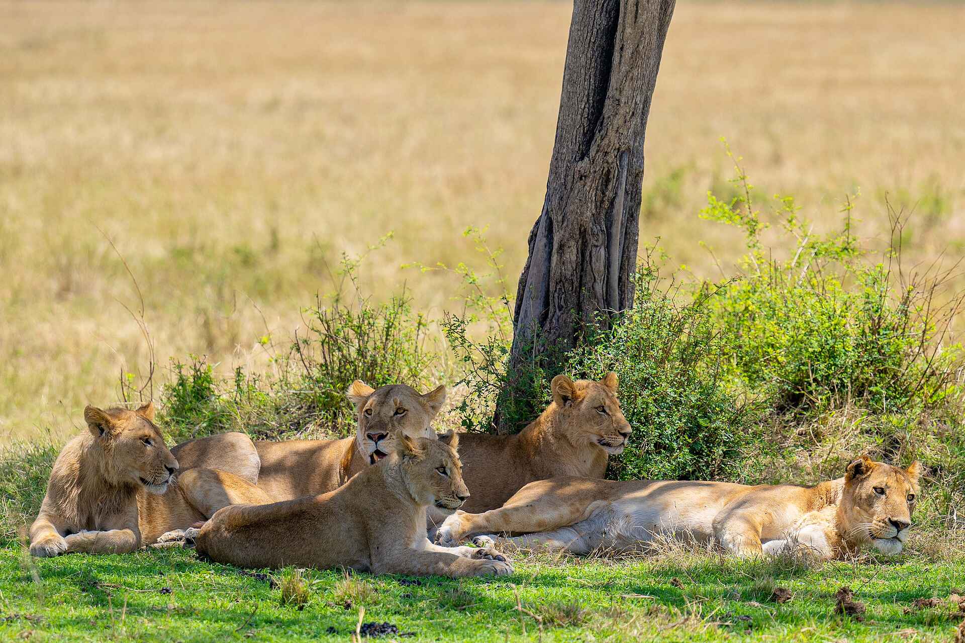 Ole Serai Luxury Camp - Kogatende: Löwen
