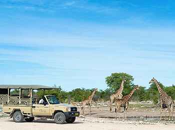 Onguma Forest Camp: Giraffen