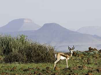 Palmwag Lodge: Springbock