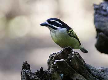 Rocktail Beach Camp: Zwergbärtling