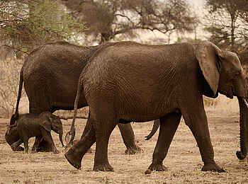 Sanctuary Swala: Elefantenjunges