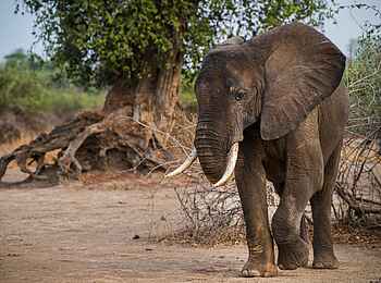 Shawa Luangwa Camp: Elefant Shawa Luangwa Camp: Elefant