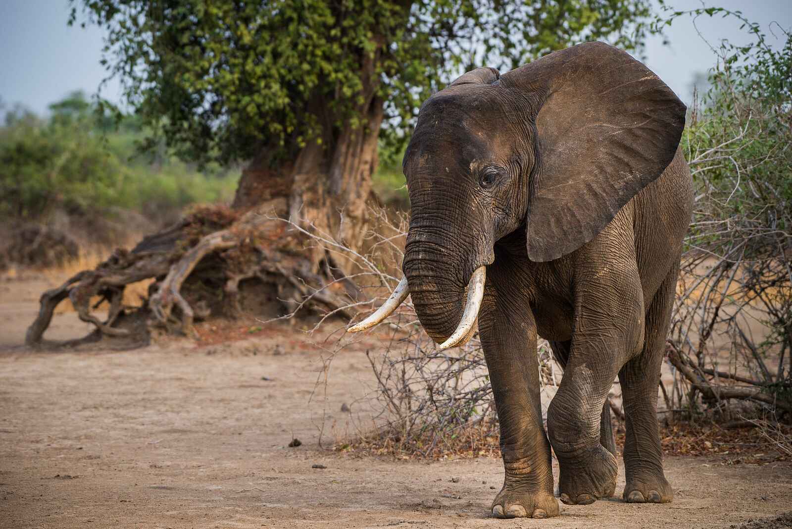 Shawa Luangwa Camp: Elefant Shawa Luangwa Camp: Elefant