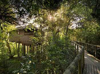 Tsala Treetop Lodge: Weg zum Bungalow Tsala Treetop Lodge: Weg zum Bungalow