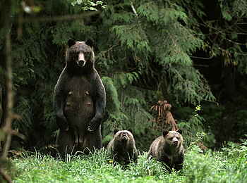 Tweedsmuir Park Lodge: Grizzlys am Waldrand
