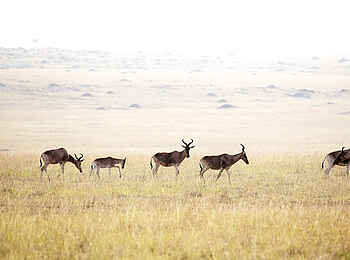 Ubuntu Migration Camp: Antilopen