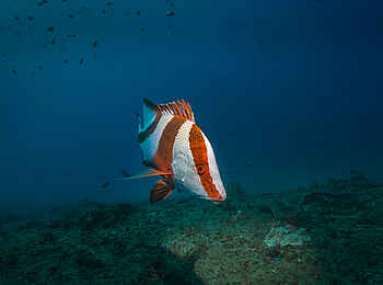 White Pearl Resorts: Begegnungen im Meer