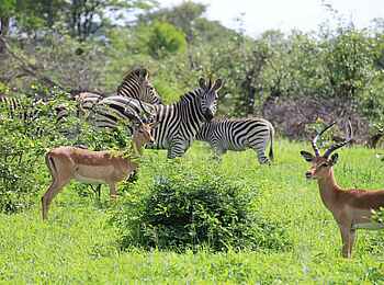 Chilo Ivory Trail Adventure: Impalas und Zebra