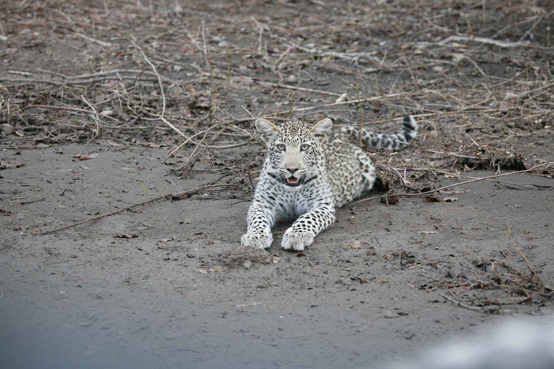 Bushlife Safaris, Chitake Springs, Chitake Tented Camp, Mana Pools National Park, Game Drive, Leopard, Panthera Pardus, Tierbeobachtung, Walking Safari, Afrikarma, Afrikarma Safaris, Afrikarma Safaris. Wildnis. Hautnah., Afrikarma.de