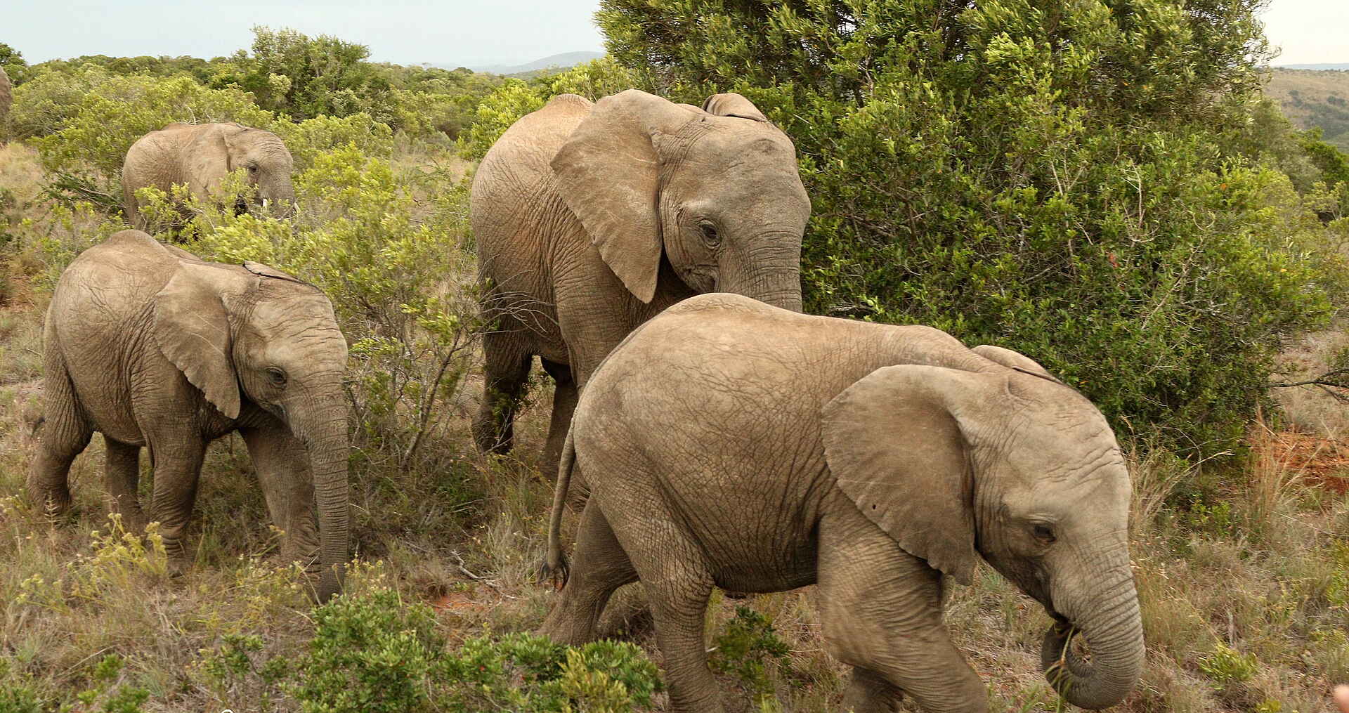 Founders Lodge by Mantis: Elefanten im Busch