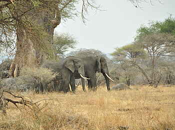 Legendary Mwiba Lodge: Elefantenherde Legendary Mwiba Lodge: Elefantenherde