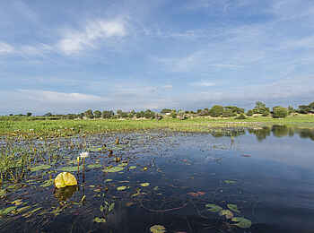 Leopard Plains: Sumpfpflanzen auf dem Boteti River Leopard Plains: Sumpfpflanzen auf dem Boteti River