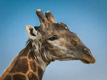 Londolozi Varty Camp: Eine Giraffe mit markanten Ossikeln