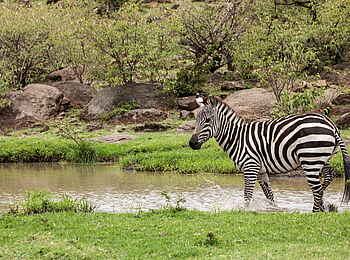 Mara Nyika Camp: Einzelnes Zebra