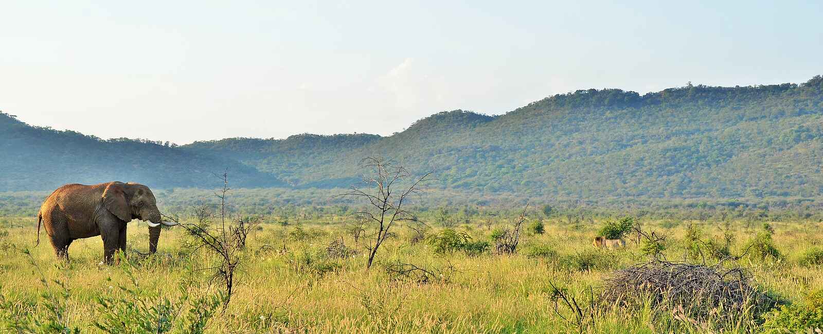 Motswiri Private Safari Lodge: Elefantenbeobachtung Motswiri Private Safari Lodge: Elefantenbeobachtung