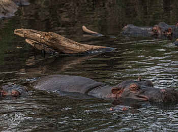 Ol Seki Hemingways Mara: Nilpferde im Fluss