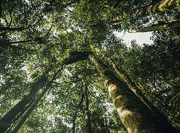 One and Only Nyungwe House: Blick in die Baumkronen One and Only Nyungwe House: Blick in die Baumkronen