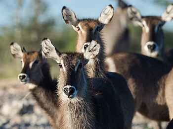Safarihoek Lodge: Wasserböcke Safarihoek Lodge: Wasserböcke