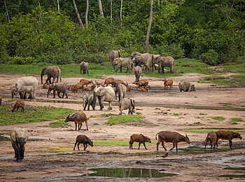 Sangha Lodge: Versammlung der Tiere Sangha Lodge: Versammlung der Tiere