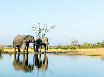 Singita Ebony Lodge: Elefanten am Wasserloch Singita Ebony Lodge: Elefanten am Wasserloch
