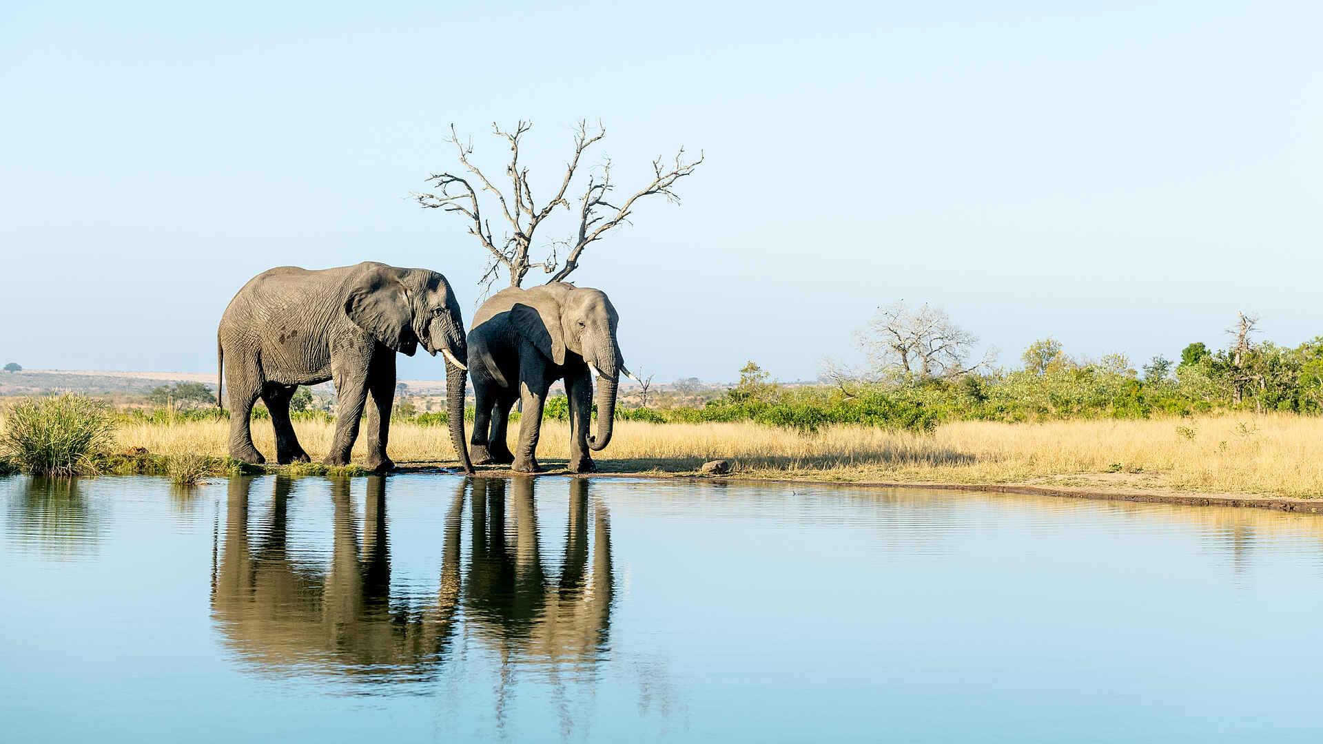 Singita Ebony Lodge: Elefanten am Wasserloch