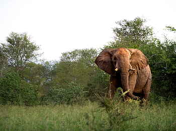 Singita Pamushana Lodge: Elefantenbulle