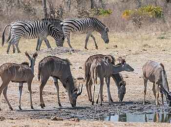 Verney's Camp: Kudus und Zebras