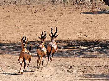 !Xaus Lodge: Kuhantilopen !Xaus Lodge: Kuhantilopen