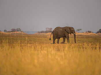 Chisa Busanga Camp: Elefant