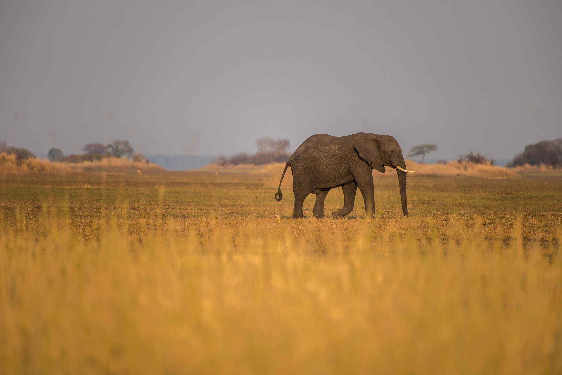 Chisa Busanga Camp: Elefant