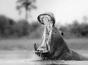 Daunara Safari Camp: Nilpferd