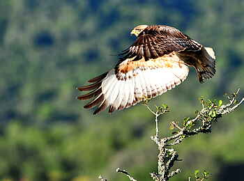 Eagles Crag Lodge: Ein Adler im Anflug Eagles Crag Lodge: Ein Adler im Anflug