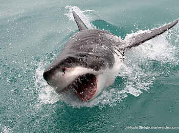 Grootbos Forest Lodge: Weißer Hai Grootbos Forest Lodge: Weißer Hai