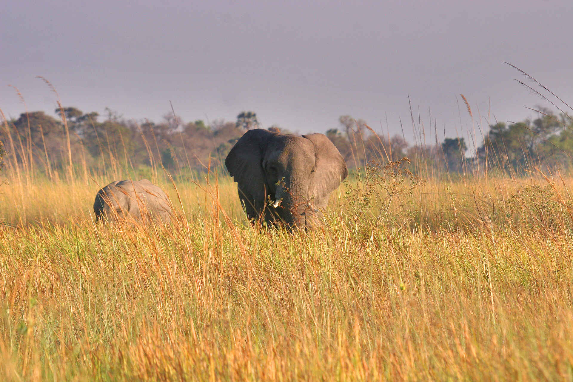 Gunn's Camp: Elefantenkuh mit Kalb