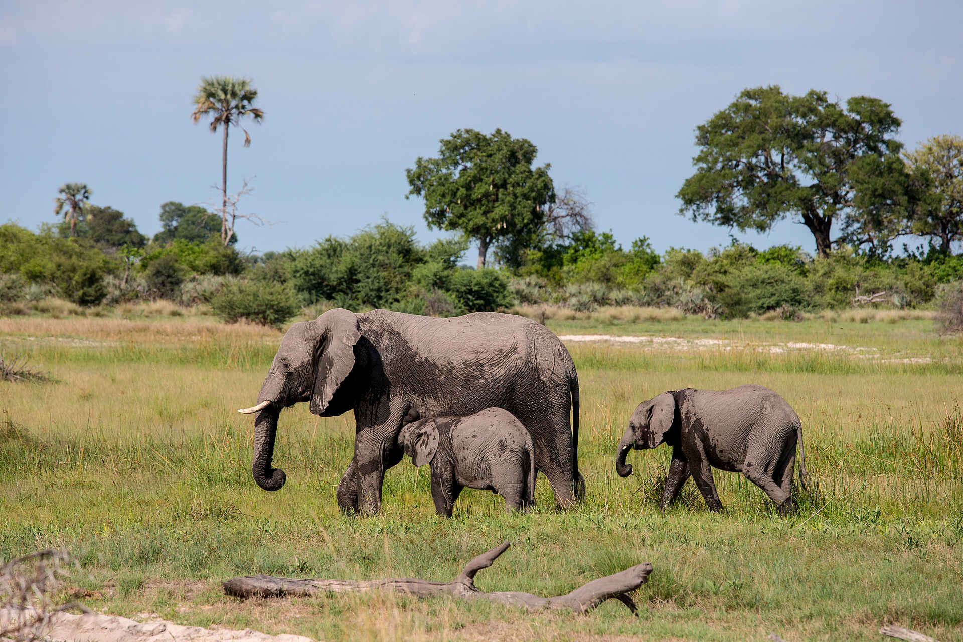 Jacana Camp, Jao Konzession, NG 25, Okavangodelta, Okavango-Delta, Wassercamp, Wilderness Safaris, Elefanten, Tierbeobachtung, Wildnis, Afrikarma, Afrikarma Safaris, Afrikarma Safaris - Wildnis. Hautnah., Afrikarma.de