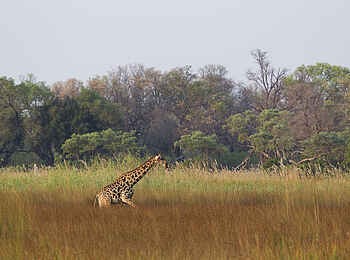 Kanana-Nyana-Camp: Giraffe